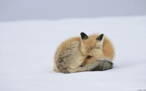 Red Fox in Snow wallpaper thumb