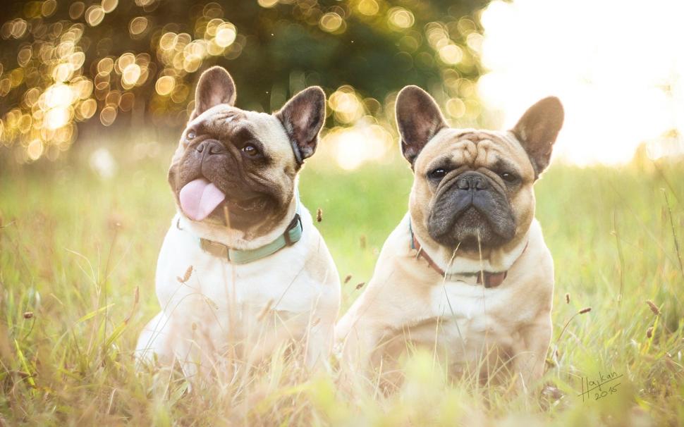 French bulldogs, two dogs, grass wallpaper,French HD wallpaper,Bulldogs HD wallpaper,Two HD wallpaper,Dogs HD wallpaper,Grass HD wallpaper,1920x1200 wallpaper