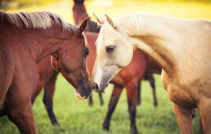Two horses in love wallpaper thumb