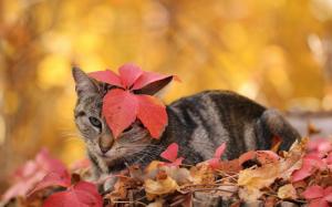 Cat, autumn, leaves wallpaper thumb