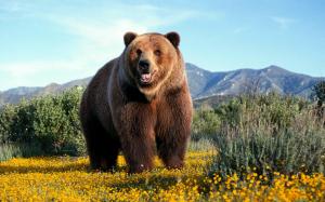 Amazing Grizzly Bear wallpaper thumb