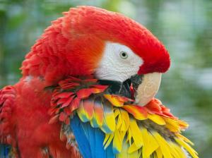 Parrot, Macaw, colorful feathers wallpaper thumb