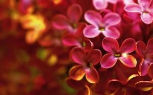 Red lilac macro photography wallpaper thumb