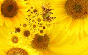 Yellow Sunflowers HD wallpaper thumb