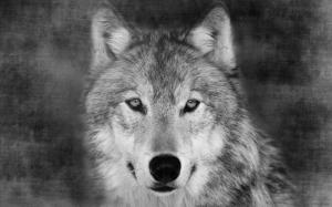 Wolf Portrait wallpaper thumb