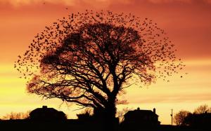 Sunset Tree Birds Shadow Silhouette HD wallpaper thumb