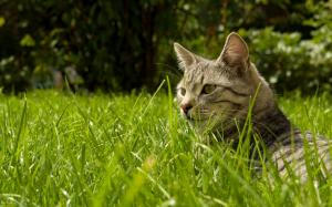 Cat, Grass, Nature wallpaper thumb