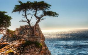 Coast rock cliff tree wallpaper thumb
