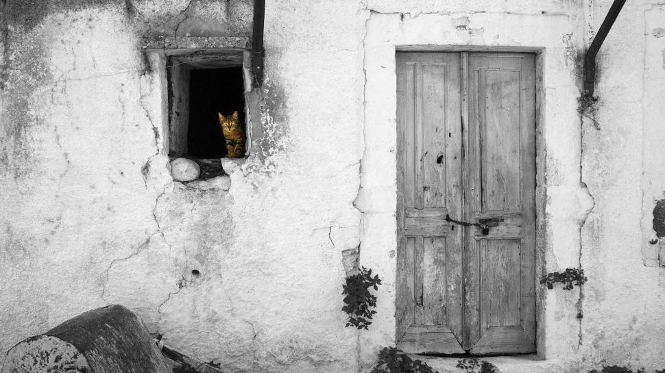 Cat In Window Colorsplash wallpaper,photography HD wallpaper,black and white HD wallpaper,colorsplash HD wallpaper,animals HD wallpaper,1920x1080 wallpaper