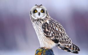 Winter owl eyes close-up, blurred background wallpaper thumb