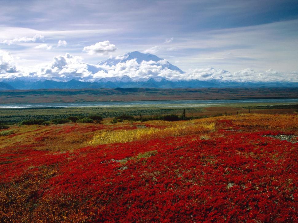 Brilliant Colors of Denali National Park, Alaska wallpaper,national wallpaper,park wallpaper,colors wallpaper,brilliant wallpaper,denali wallpaper,1600x1200 wallpaper