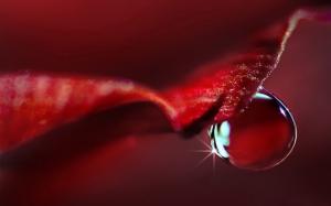 Water Drop on Red Flower wallpaper thumb