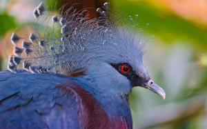 Victoria crowned pigeon wallpaper thumb