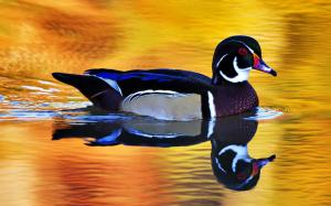 Colorful Wild Duck wallpaper thumb