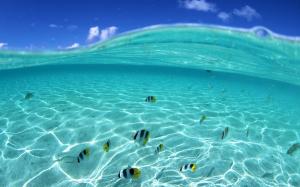 Tropical Underwater Fish Ocean HD wallpaper thumb