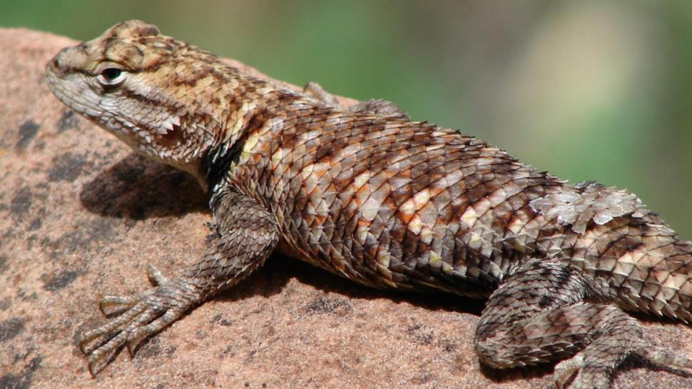 Girdle-tailed Lizard wallpaper,tailed HD wallpaper,reptile HD wallpaper,lizard HD wallpaper,girdle HD wallpaper,cordylidae HD wallpaper,animals HD wallpaper,1920x1080 wallpaper