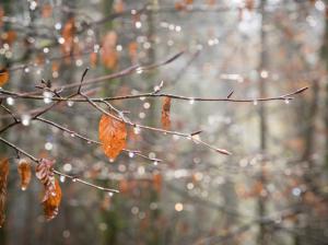 Autumn, branch, leaves, spider webs, drops wallpaper thumb