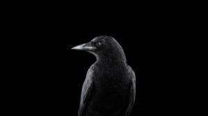 Photography, Animals, Bird, Raven, Simple Background wallpaper thumb