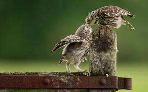 Owls, baby bird feeding wallpaper thumb