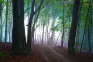 Nature, Trees, Green Leaves, Path, Forest wallpaper thumb