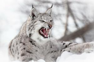 lynx, predator, snow, aggression wallpaper thumb