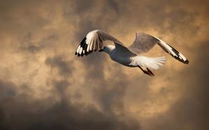 Seagull flight, clouds, dusk wallpaper thumb