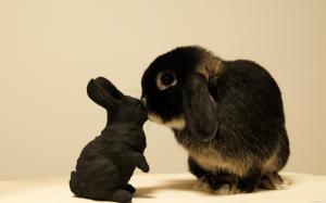 Rabbit kiss black bunny wallpaper thumb