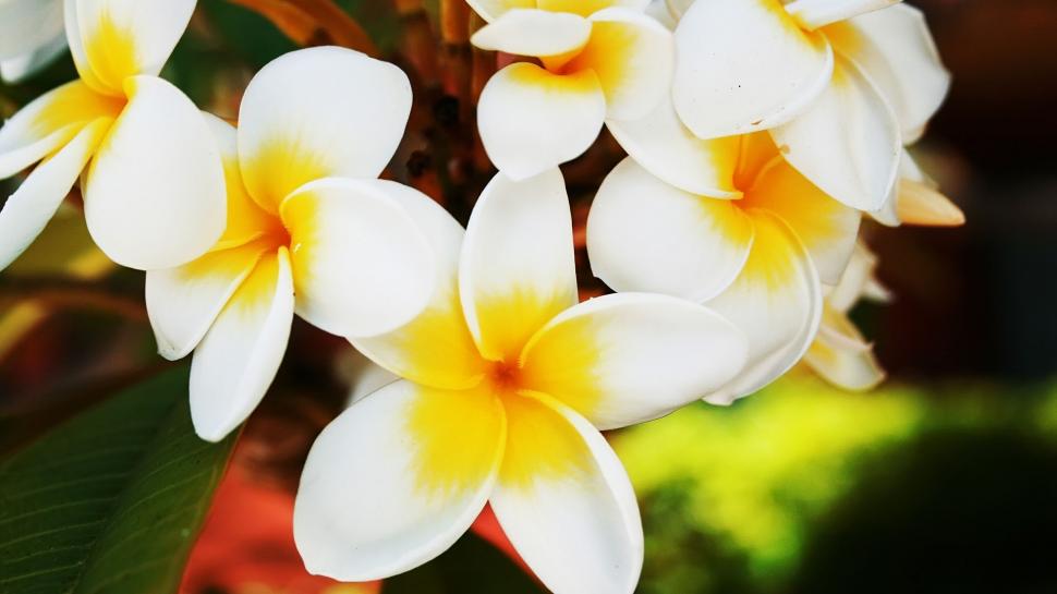 White and Yellow Flowers wallpaper,Flowers HD wallpaper,1920x1080 wallpaper