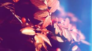Leaves Warm Macro HD wallpaper thumb