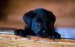 Little dog, black puppy wallpaper thumb
