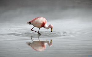 Beautiful Flamingo In The Water wallpaper thumb