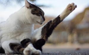 Cat stretch foot wallpaper thumb