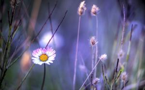 Grass, flower, pink and white daisy wallpaper thumb
