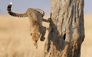 Jumping cheetah wallpaper thumb