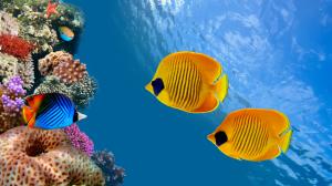 Tropical fish, clown fish, Cocos Island, Costa Rica wallpaper thumb