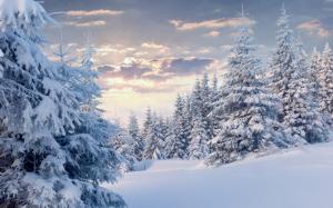Winter forest with snow wallpaper thumb