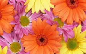 Colourful Flowers wallpaper thumb