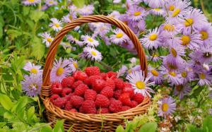 Basket of raspberries wallpaper thumb