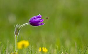 Grass, purple flower, insect wallpaper thumb