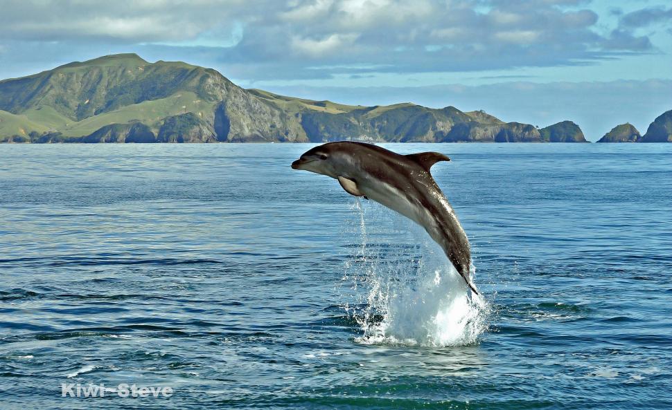 Dolphin in sea wallpaper,dolphin HD wallpaper,Sea HD wallpaper,water HD wallpaper,spray HD wallpaper,2048x1253 wallpaper