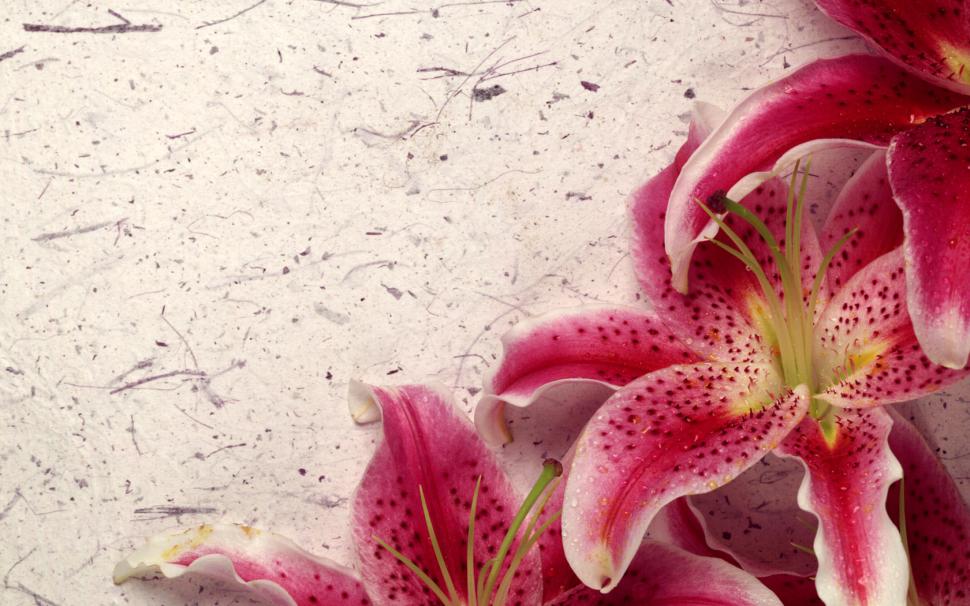Decor Lily wallpaper,lily wallpaper,decor wallpaper,1680x1050 wallpaper