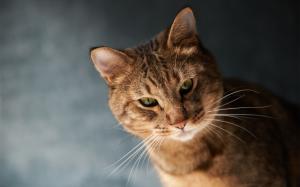 Brown color cat, whiskers, bokeh wallpaper thumb