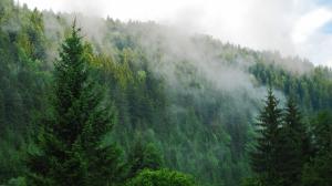 Fog Over A Pine Forest wallpaper thumb