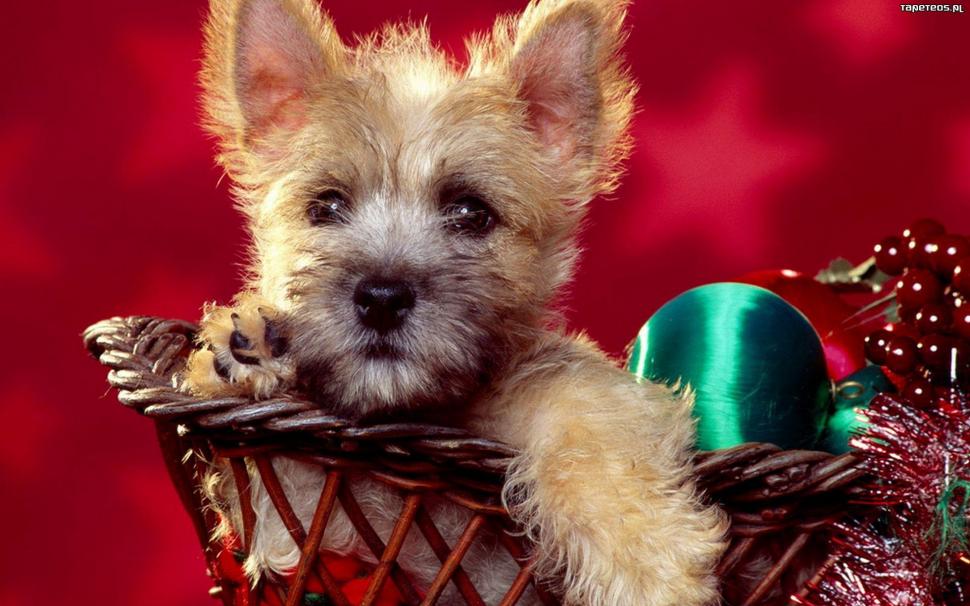 A Christmas Puppy wallpaper,ornament HD wallpaper,basket HD wallpaper,cannie HD wallpaper,puppy HD wallpaper,animals HD wallpaper,1920x1200 wallpaper