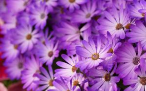 Purple daisies, petals, flowers, macro photography wallpaper thumb