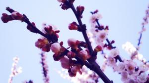 Cherry flowers, buds, petals, spring, twigs wallpaper thumb
