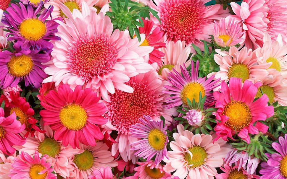 Colorful mums and daisies wallpaper,flowers HD wallpaper,1920x1200 HD wallpaper,daisy HD wallpaper,crysanthemum HD wallpaper,1920x1200 wallpaper