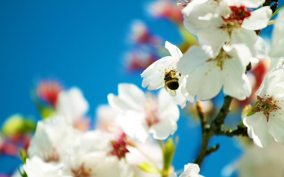 Bee and snow-white pear flowers wallpaper,Bee HD wallpaper,Snow HD wallpaper,White HD wallpaper,Pear HD wallpaper,Flowers HD wallpaper,2560x1600 wallpaper