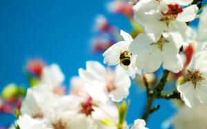 Bee and snow-white pear flowers wallpaper thumb