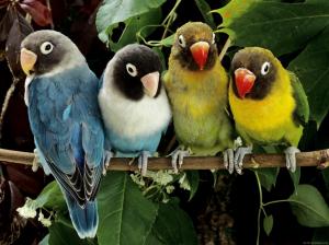 Parrot family wallpaper thumb